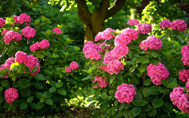 Обои картинки фото цветы, гортензия, розовая