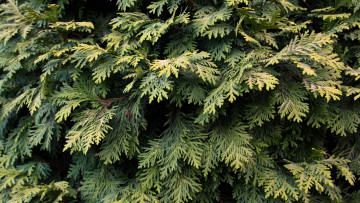 Картинка природа деревья туя