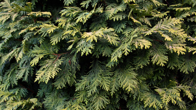 Обои картинки фото природа, деревья, туя