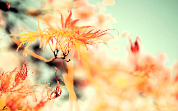 Картинка природа листья ветки осень