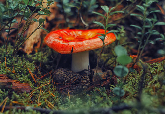 обоя природа, грибы, гриб