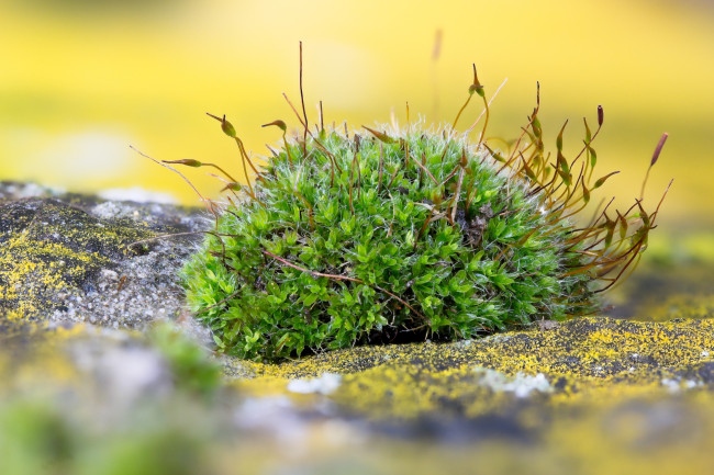 Обои картинки фото природа, макро, мох