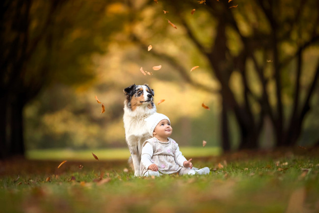 Обои картинки фото разное, дети, ребенок, собака, листья, листопад, осень, деревья