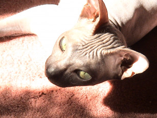 Картинка my kitty животные коты