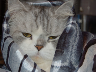 Картинка животные коты