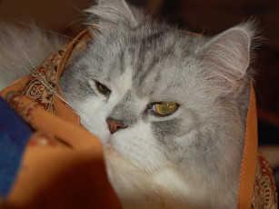 обоя животные, коты