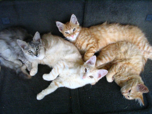 Картинка животные коты