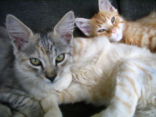 Картинка животные коты