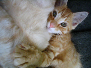 Картинка животные коты