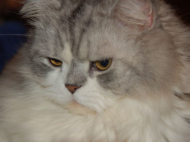 Обои картинки фото животные, коты