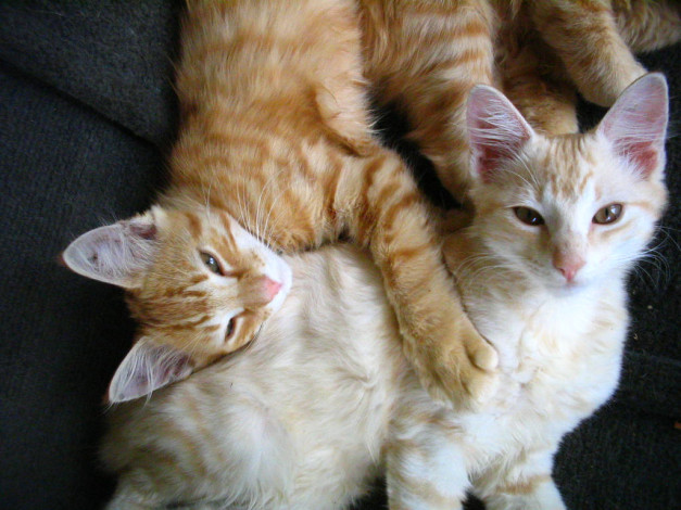 Обои картинки фото животные, коты