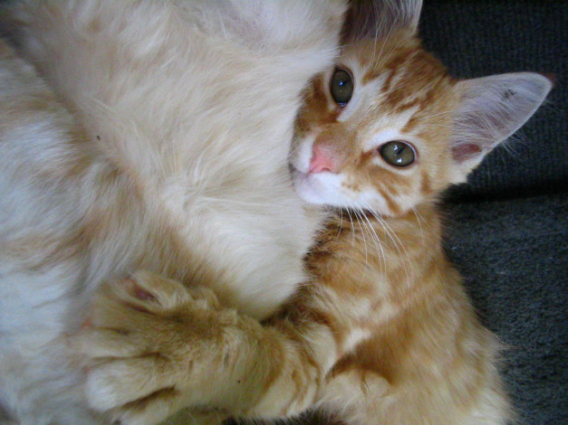 Обои картинки фото животные, коты