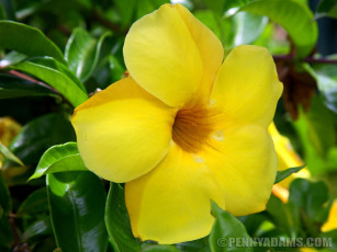 Картинка цветы алламанда