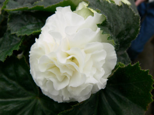 Картинка цветы бегония