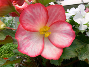 Картинка цветы бегония