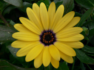 Картинка цветы диморфотеки