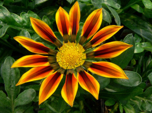 Картинка цветы газания