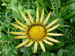 Картинка цветы газания