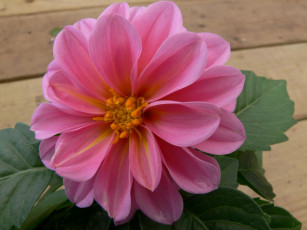 обоя цветы, георгины