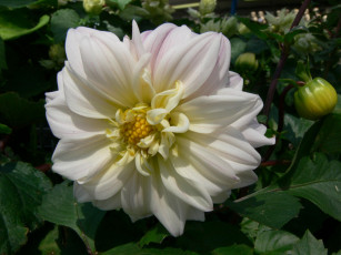 Картинка цветы георгины