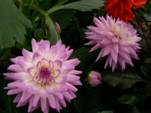 Картинка цветы георгины