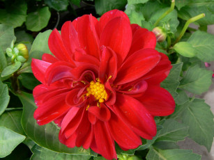 Картинка цветы георгины