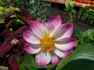 обоя цветы, георгины