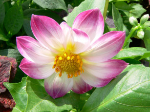 обоя цветы, георгины