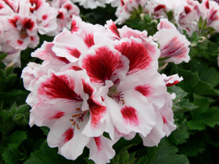 Картинка цветы герань