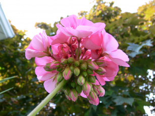 Картинка цветы герань