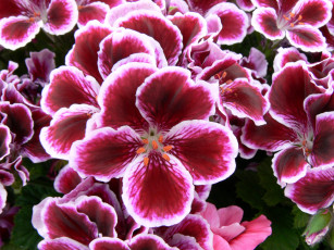 Картинка цветы герань