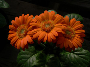 Картинка цветы герберы