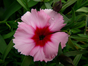 Картинка цветы гвоздики