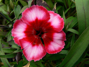 Картинка цветы гвоздики