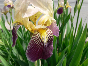 Картинка цветы ирисы