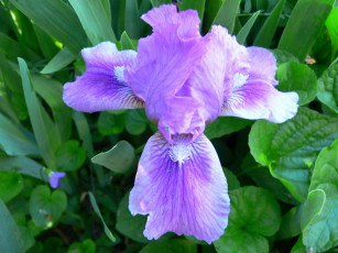 Картинка цветы ирисы
