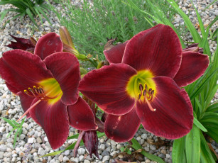 Картинка цветы лилии лилейники