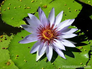Картинка цветы лилии водяные нимфеи кувшинки