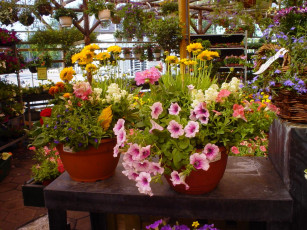 Картинка цветы разные вместе