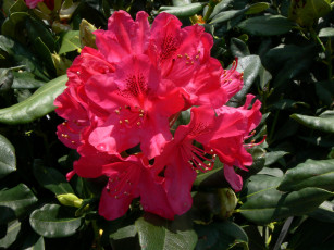 Картинка цветы рододендроны азалии