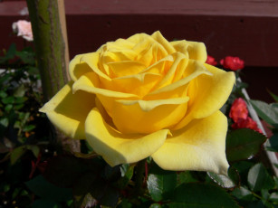 Картинка цветы розы