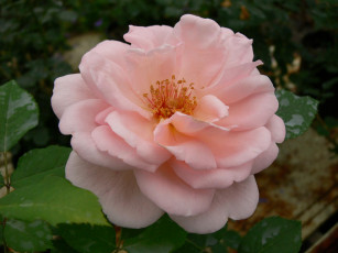 Картинка цветы розы