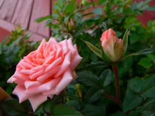 Картинка цветы розы