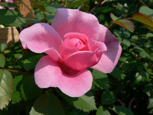 Картинка цветы розы