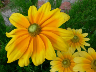 Картинка цветы рудбекия