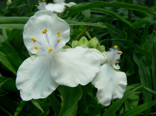 Картинка цветы традесканции