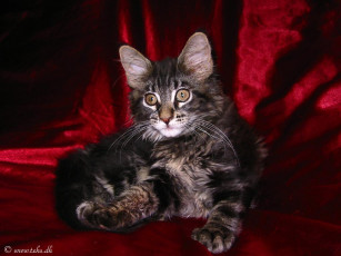 Картинка животные коты