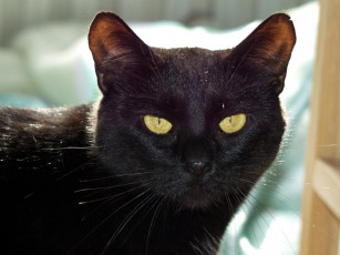 Картинка животные коты