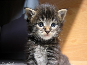 Картинка животные коты