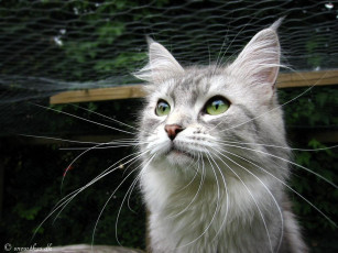 Картинка животные коты